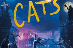 Cats
