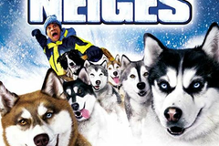 Chiens des neiges
