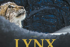 Lynx
