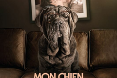 Mon chien Stupide
