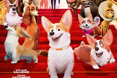 Royal Corgi
