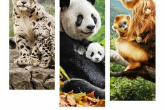 nes en chine

